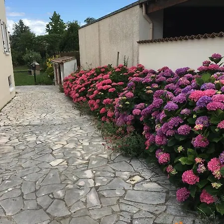 Hortensias